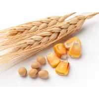 Куплю зерно кукурузы, пшеницы и сою не по ДСТУ